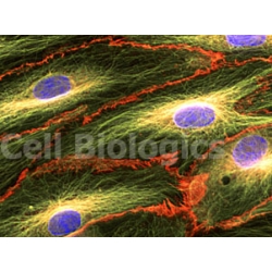 Cynomolgus Monkey Primary Kidney Glomerular Endothelial Cells